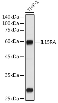 CD215/IL-15R alpha Rabbit Polyclonal Antibody