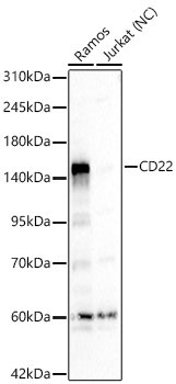 CD22 Rabbit Polyclonal Antibody