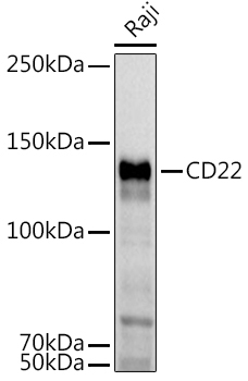 CD22 Rabbit Polyclonal Antibody