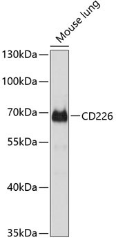 CD226 Rabbit Polyclonal Antibody