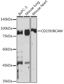 CD239/BCAM Rabbit Monoclonal Antibody