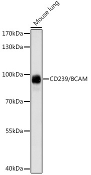 CD239/BCAM Rabbit Polyclonal Antibody