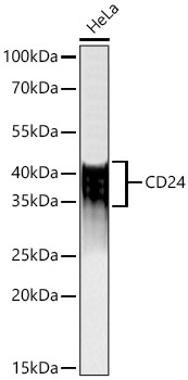 CD24 Rabbit Polyclonal Antibody