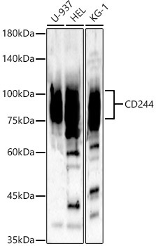 CD244 Rabbit Polyclonal Antibody