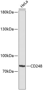 CD248 Rabbit Polyclonal Antibody