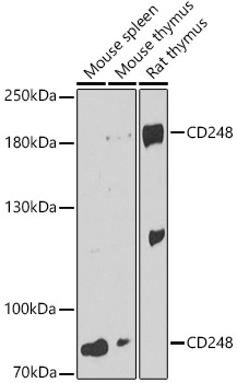 CD248 Rabbit Polyclonal Antibody