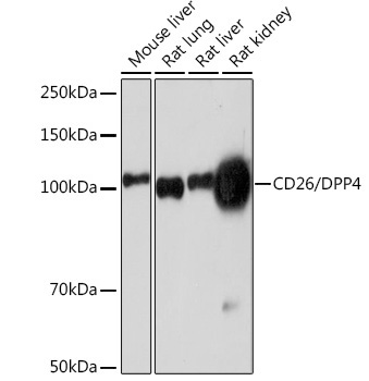 CD26/DPP4 Rabbit Monoclonal Antibody
