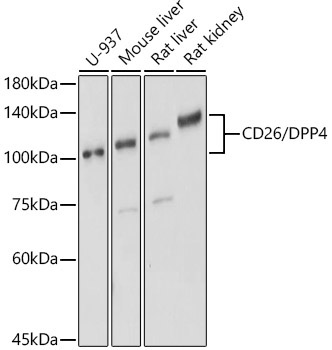 CD26/DPP4 Rabbit Polyclonal Antibody