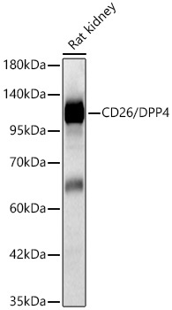 CD26/DPP4 Rabbit Polyclonal Antibody