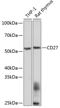 CD27 Rabbit Monoclonal Antibody