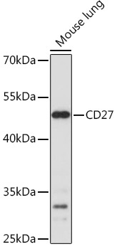 CD27 Rabbit Polyclonal Antibody