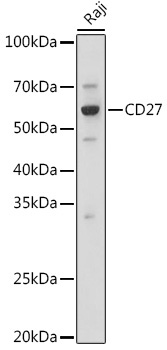 CD27 Rabbit Polyclonal Antibody