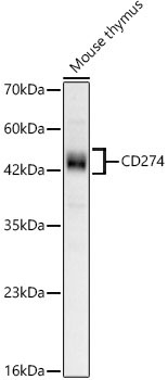 CD274 Rabbit Monoclonal Antibody