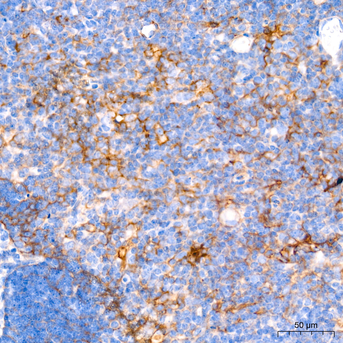 CD274 Rabbit Monoclonal Antibody - Image 2