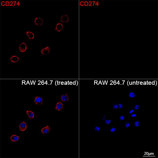 CD274 Rabbit Monoclonal Antibody - Image 4