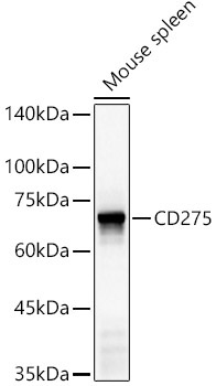 CD275 Rabbit Polyclonal Antibody