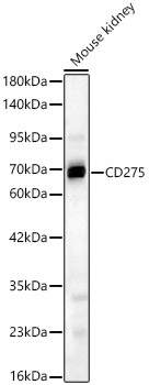 CD275 Rabbit Polyclonal Antibody