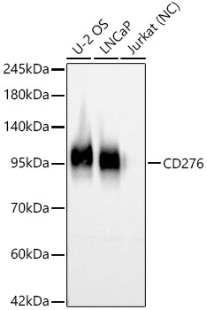CD276 Rabbit Polyclonal Antibody