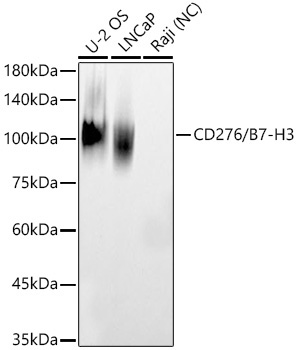 CD276/B7-H3 Rabbit Polyclonal Antibody