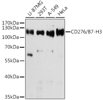 CD276/B7-H3 Rabbit Polyclonal Antibody