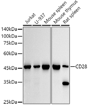 CD28 Rabbit Monoclonal Antibody