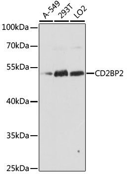 CD2BP2 Rabbit Polyclonal Antibody