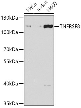 CD30 Rabbit Polyclonal Antibody