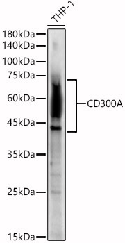 CD300A Rabbit Polyclonal Antibody