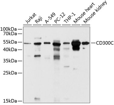 CD300C Rabbit Polyclonal Antibody