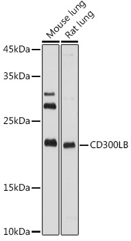 CD300LB Rabbit Polyclonal Antibody