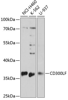 CD300LF Rabbit Polyclonal Antibody