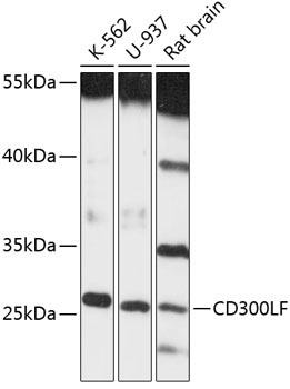 CD300LF Rabbit Polyclonal Antibody