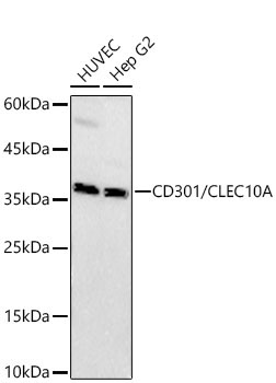 CD301/CLEC10A Rabbit Polyclonal Antibody