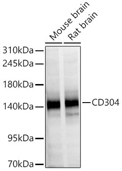 CD304 Rabbit Polyclonal Antibody
