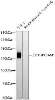CD31/PECAM1 Rabbit Monoclonal Antibody