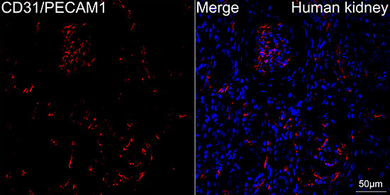CD31/PECAM1 Rabbit Monoclonal Antibody - Image 2