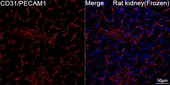 CD31/PECAM1 Rabbit Monoclonal Antibody - Image 4