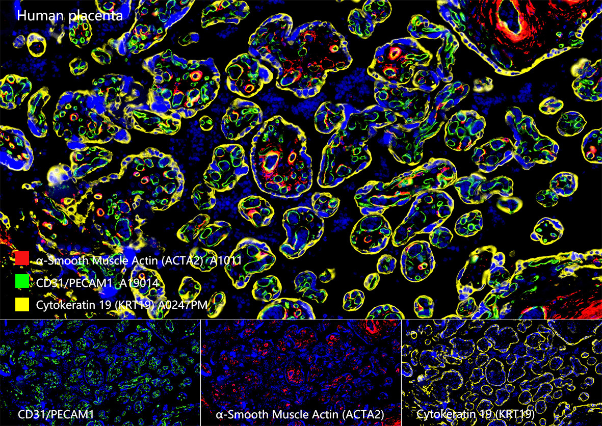 CD31/PECAM1 Rabbit Monoclonal Antibody - Image 6