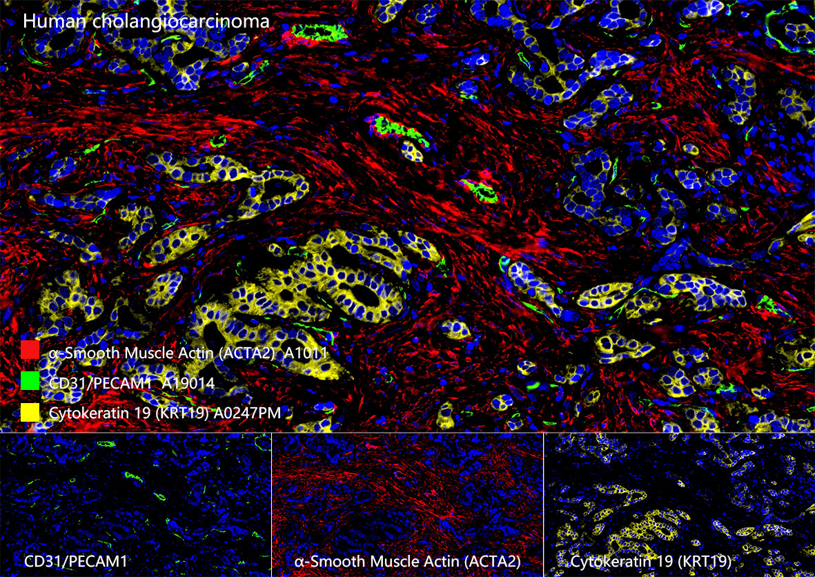 CD31/PECAM1 Rabbit Monoclonal Antibody - Image 7