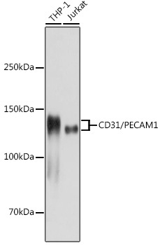 CD31/PECAM1 Rabbit Monoclonal Antibody