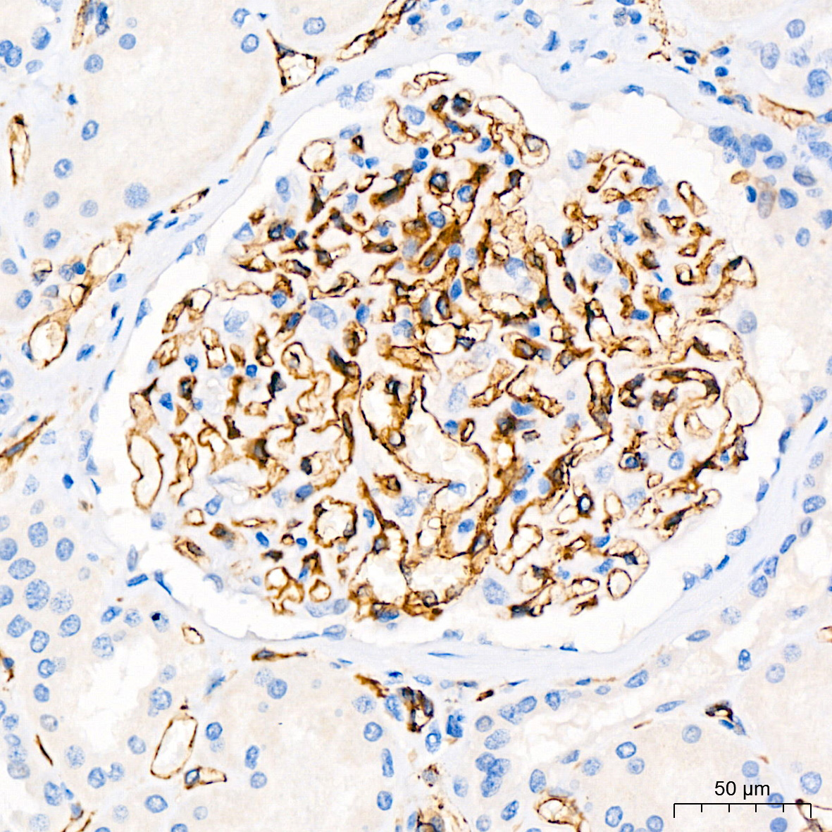 CD31/PECAM1 Rabbit Monoclonal Antibody - Image 2