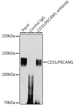 CD31/PECAM1 Rabbit Monoclonal Antibody - Image 4