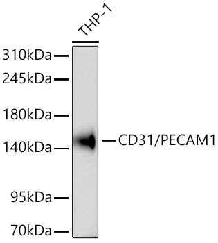 CD31/PECAM1 Rabbit Monoclonal Antibody