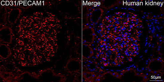 CD31/PECAM1 Rabbit Monoclonal Antibody - Image 3