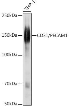 CD31/PECAM1 Rabbit Polyclonal Antibody