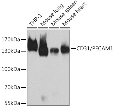 CD31/PECAM1 Rabbit Polyclonal Antibody