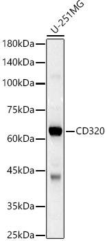 CD320 Rabbit Polyclonal Antibody