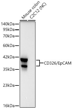 CD326/EpCAM Rabbit Monoclonal Antibody