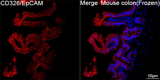 CD326/EpCAM Rabbit Monoclonal Antibody - Image 2
