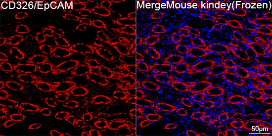 CD326/EpCAM Rabbit Monoclonal Antibody - Image 3